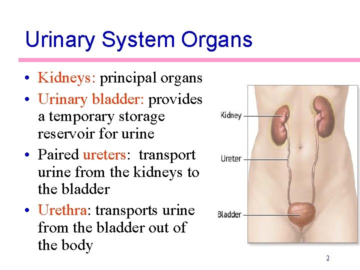 Urinary System Organs • Kidneys: principal organs • Urinary bladder: provides a temporary storage