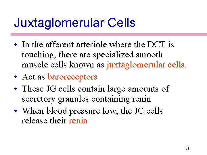 Juxtaglomerular Cells • In the afferent arteriole where the DCT is touching, there are