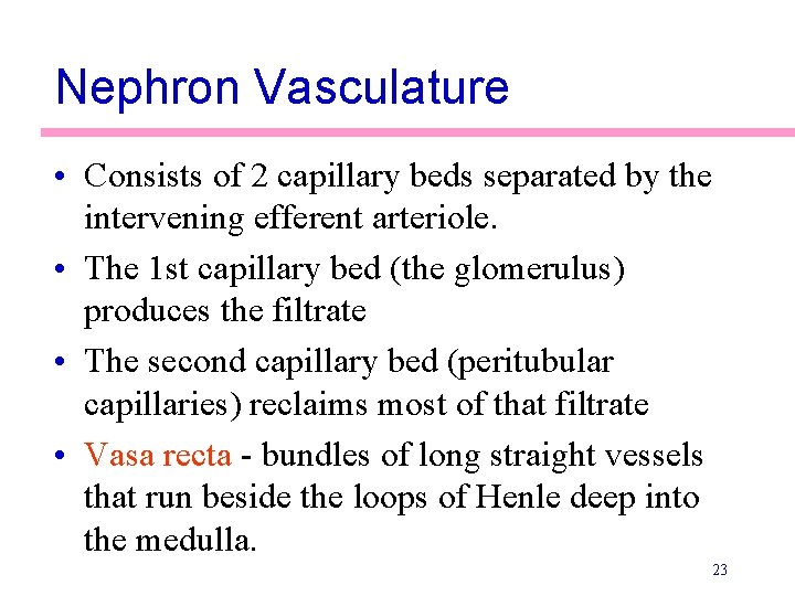 Nephron Vasculature • Consists of 2 capillary beds separated by the intervening efferent arteriole.