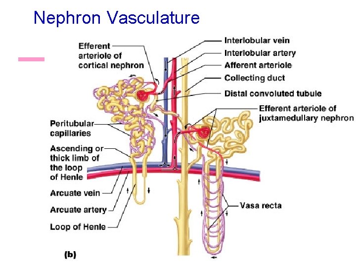 Nephron Vasculature 24 