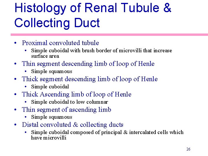 Histology of Renal Tubule & Collecting Duct • Proximal convoluted tubule • Simple cuboidal