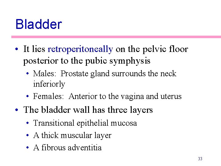 Bladder • It lies retroperitoneally on the pelvic floor posterior to the pubic symphysis
