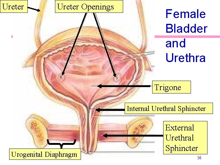 Ureter Openings Female Bladder and Urethra Trigone Internal Urethral Sphincter Urogenital Diaphragm External Urethral