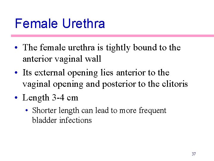 Female Urethra • The female urethra is tightly bound to the anterior vaginal wall