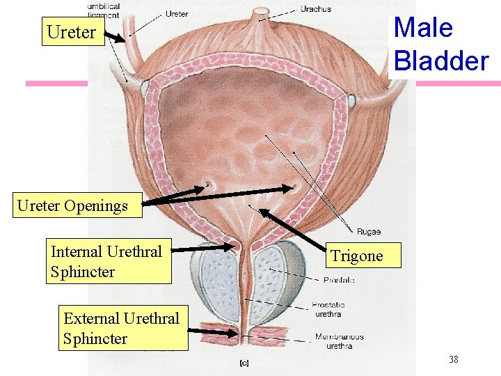 Male Bladder Ureter Openings Internal Urethral Sphincter Trigone External Urethral Sphincter 38 