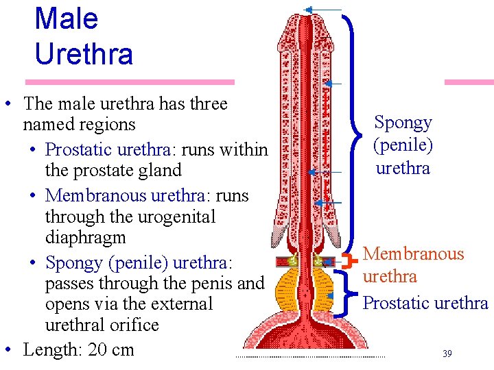 Male Urethra • The male urethra has three named regions • Prostatic urethra: runs