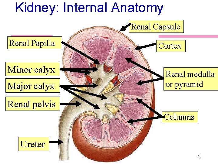 Kidney: Internal Anatomy Renal Capsule Renal Papilla Minor calyx Major calyx Cortex Renal medulla