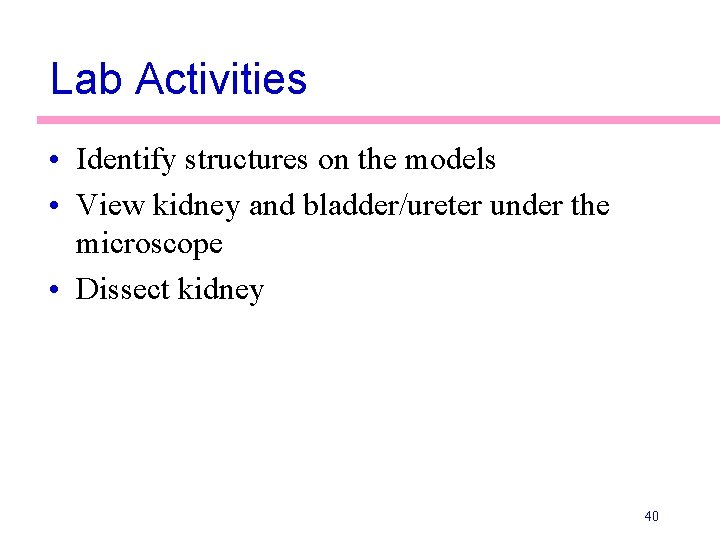 Lab Activities • Identify structures on the models • View kidney and bladder/ureter under