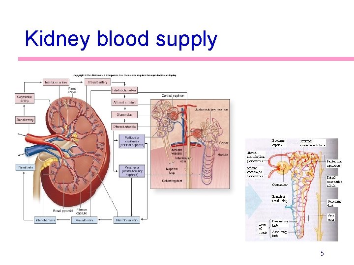 Kidney blood supply 5 
