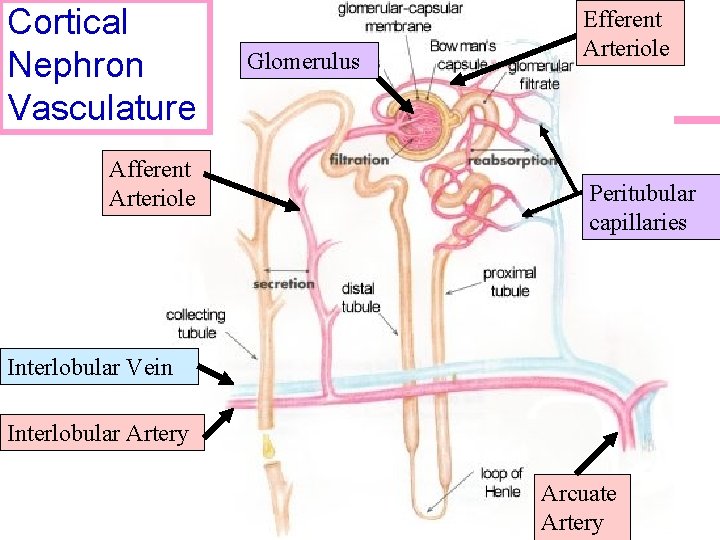 Cortical Nephron Vasculature Afferent Arteriole Glomerulus Efferent Arteriole Peritubular capillaries Interlobular Vein Interlobular Artery