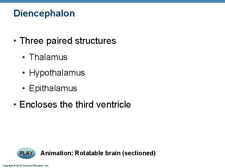 Diencephalon • Three paired structures • Thalamus • Hypothalamus • Epithalamus • Encloses the