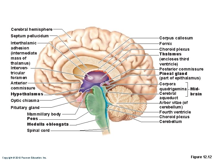 Cerebral hemisphere Septum pellucidum Interthalamic adhesion (intermediate mass of thalamus) Interventricular foramen Anterior commissure