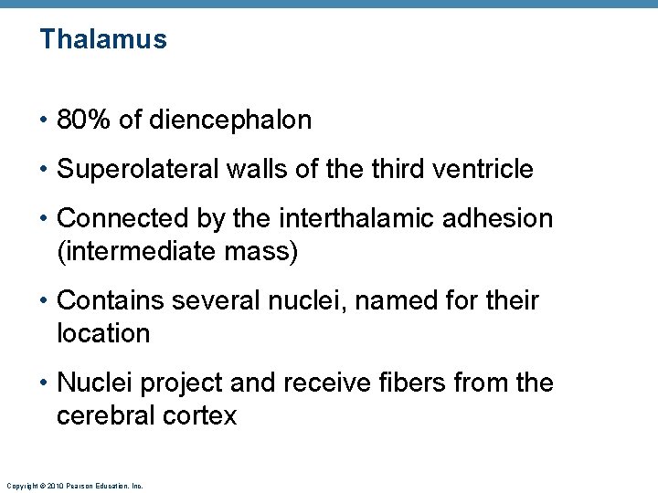Thalamus • 80% of diencephalon • Superolateral walls of the third ventricle • Connected