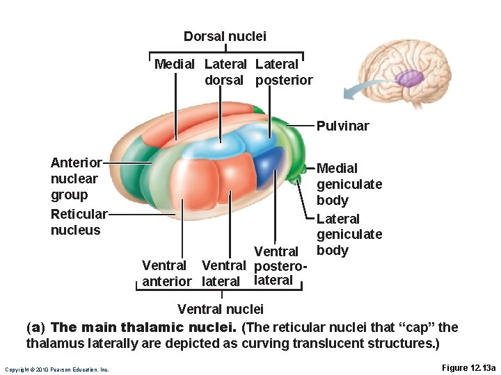 Dorsal nuclei Medial Lateral dorsal posterior Pulvinar Anterior nuclear group Reticular nucleus Ventral posteroanterior