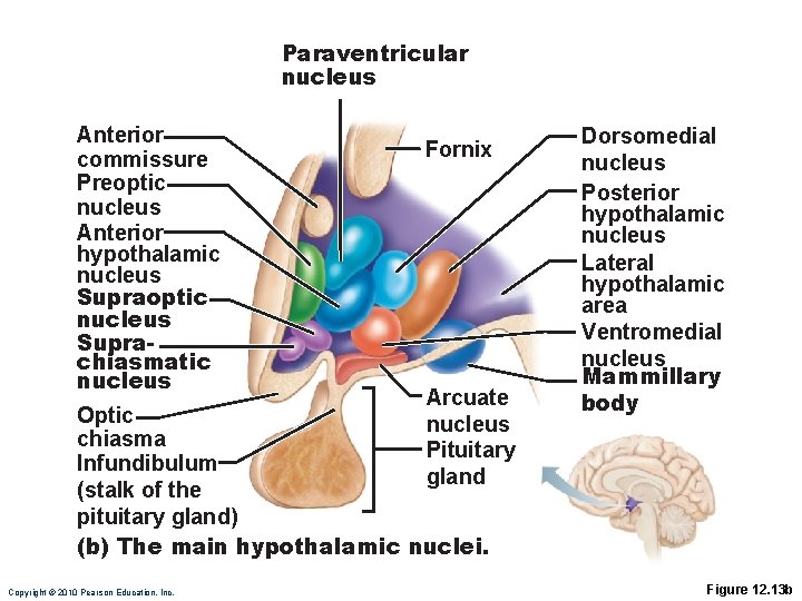 Paraventricular nucleus Anterior commissure Preoptic nucleus Anterior hypothalamic nucleus Supraoptic nucleus Suprachiasmatic nucleus Fornix