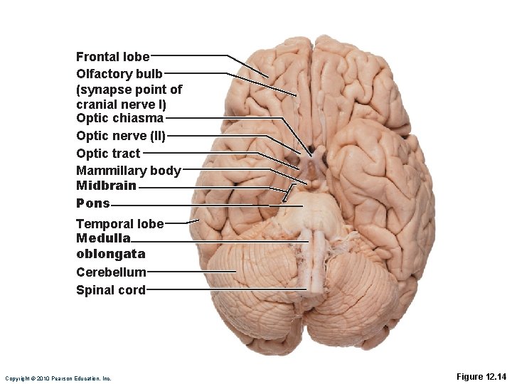 Frontal lobe Olfactory bulb (synapse point of cranial nerve I) Optic chiasma Optic nerve
