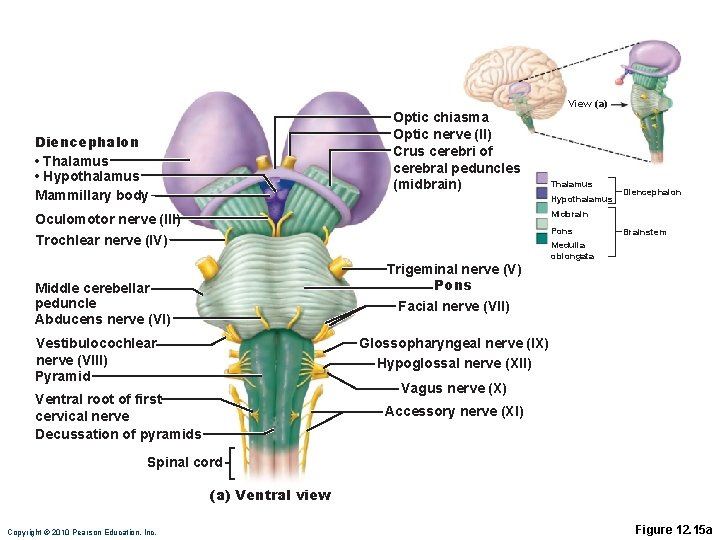 Optic chiasma Optic nerve (II) Crus cerebri of cerebral peduncles (midbrain) Diencephalon • Thalamus