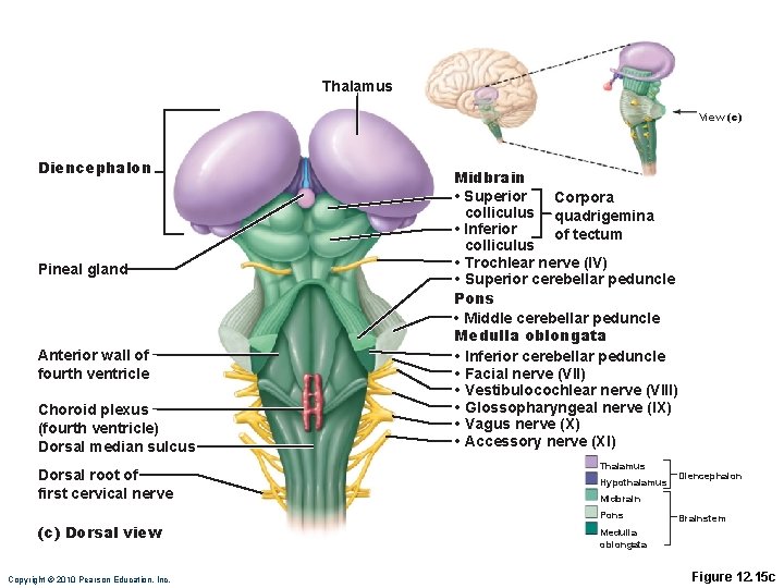 Thalamus View (c) Diencephalon Pineal gland Anterior wall of fourth ventricle Choroid plexus (fourth