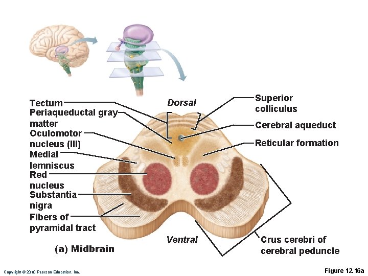 Tectum Periaqueductal gray matter Oculomotor nucleus (III) Medial lemniscus Red nucleus Substantia nigra Fibers