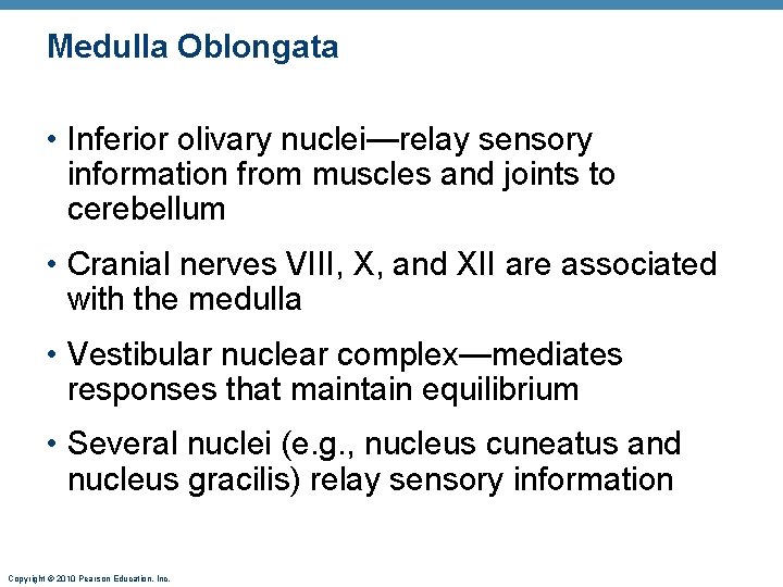 Medulla Oblongata • Inferior olivary nuclei—relay sensory information from muscles and joints to cerebellum
