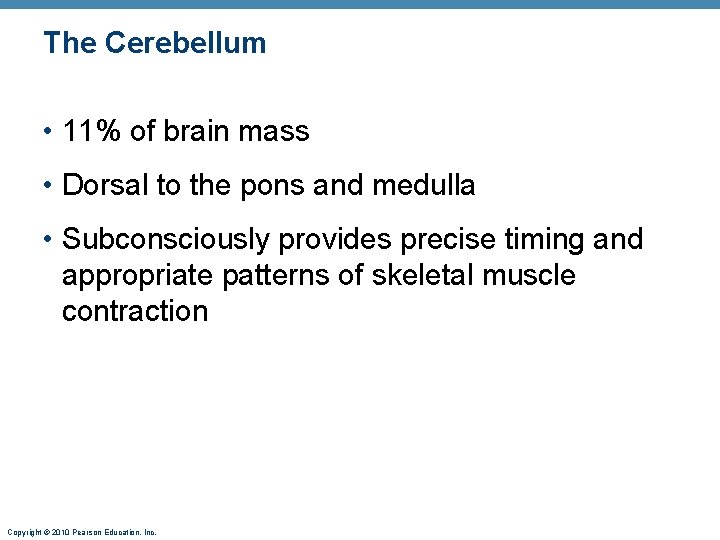 The Cerebellum • 11% of brain mass • Dorsal to the pons and medulla
