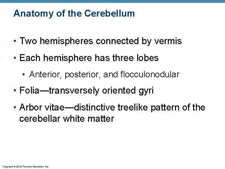 Anatomy of the Cerebellum • Two hemispheres connected by vermis • Each hemisphere has