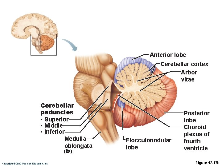 Anterior lobe Cerebellar cortex Arbor vitae Cerebellar peduncles • Superior • Middle • Inferior