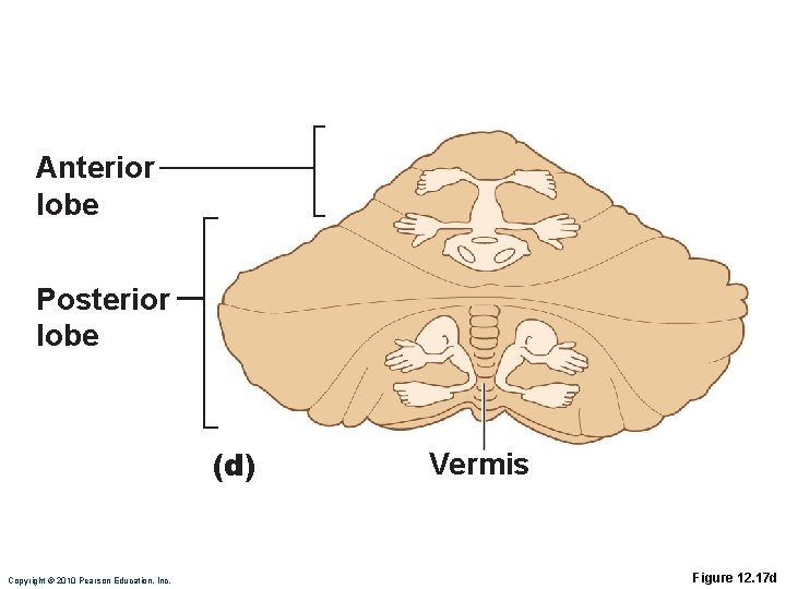 Anterior lobe Posterior lobe (d) Copyright © 2010 Pearson Education, Inc. Vermis Figure 12.