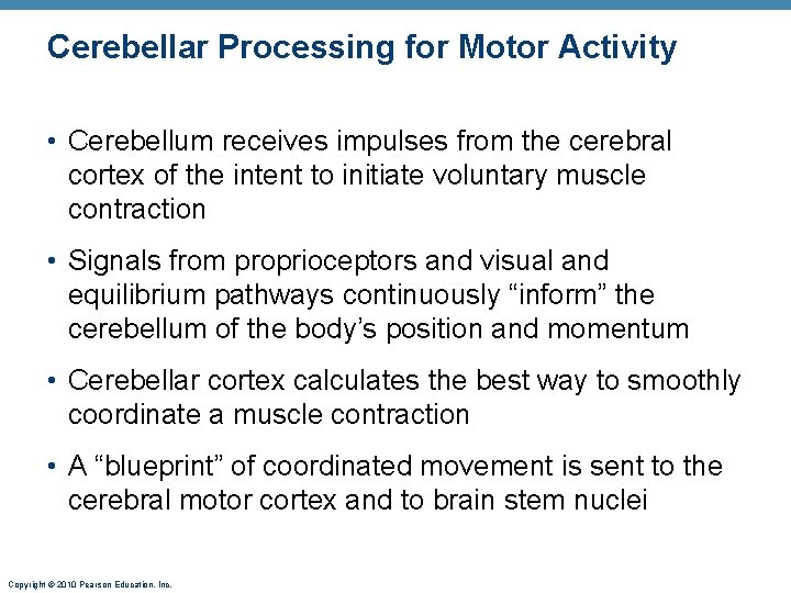 Cerebellar Processing for Motor Activity • Cerebellum receives impulses from the cerebral cortex of