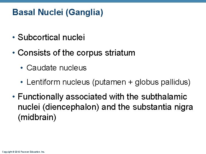 Basal Nuclei (Ganglia) • Subcortical nuclei • Consists of the corpus striatum • Caudate