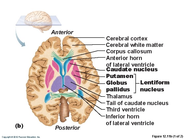 Anterior (b) Copyright © 2010 Pearson Education, Inc. Posterior Cerebral cortex Cerebral white matter