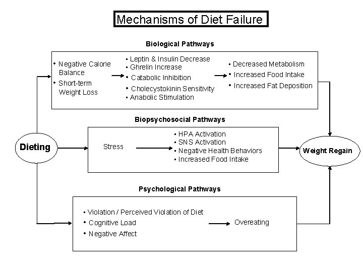Mechanisms of Diet Failure Biological Pathways • Negative Calorie • Balance Short-term Weight Loss