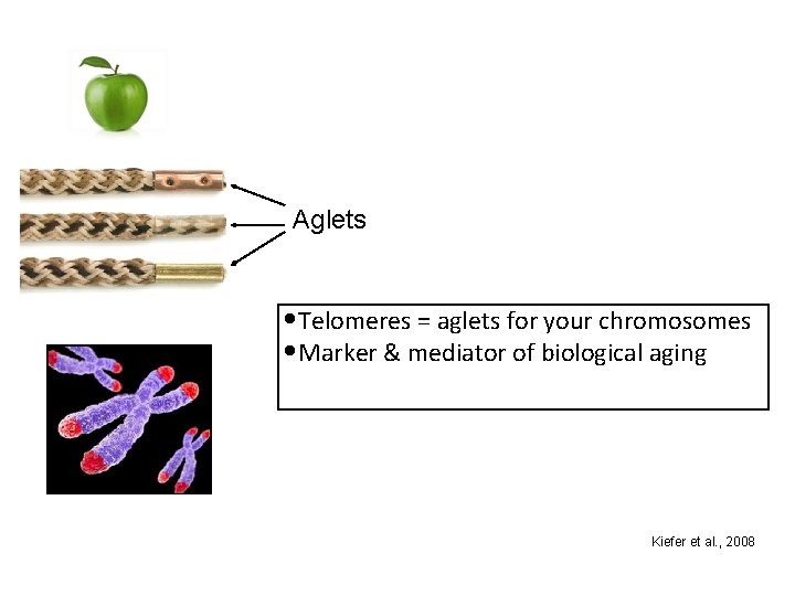 Aglets • Telomeres = aglets for your chromosomes • Marker & mediator of biological