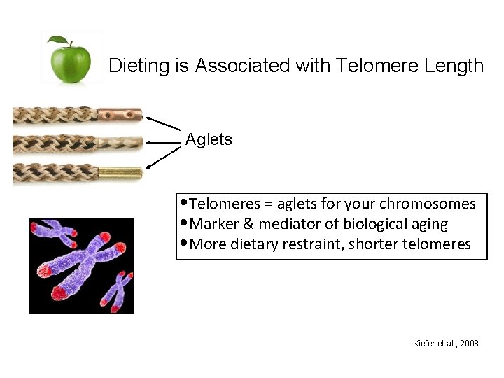Dieting is Associated with Telomere Length Aglets • Telomeres = aglets for your chromosomes