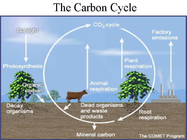 The Carbon Cycle 