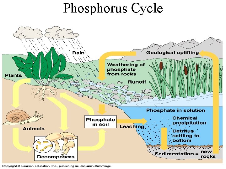 Phosphorus Cycle Phosphorus Cycle