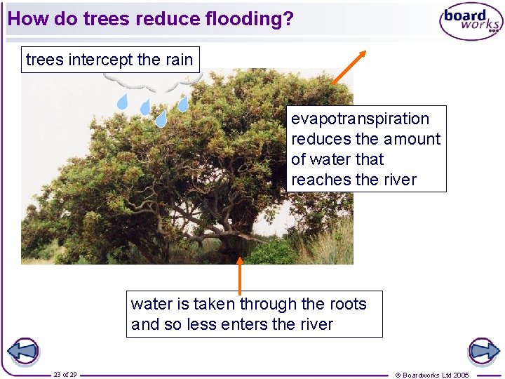 How do trees reduce flooding? trees intercept the rain evapotranspiration reduces the amount of