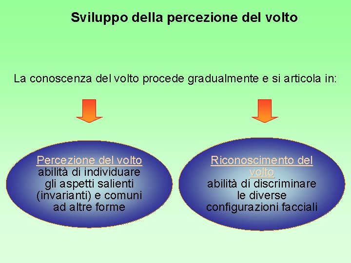 Sviluppo della percezione del volto La conoscenza del volto procede gradualmente e si articola