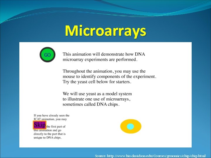 Microarrays Source: http: //www. bio. davidson. edu/Courses/genomics/chip. html 