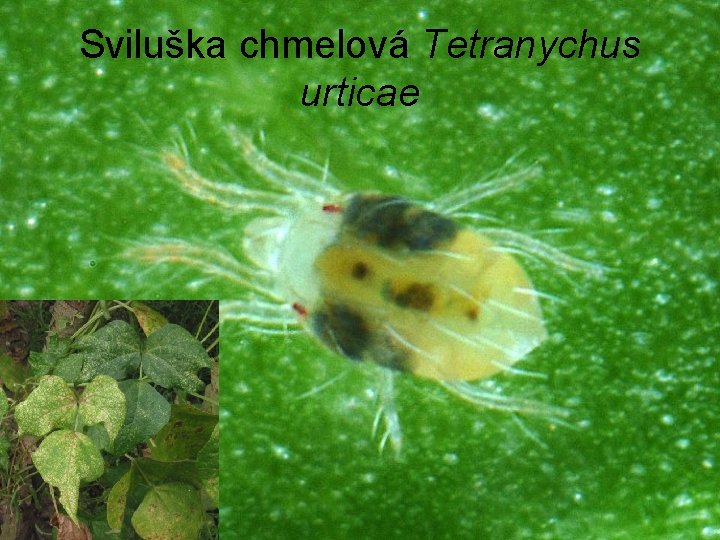 Sviluška chmelová Tetranychus urticae 