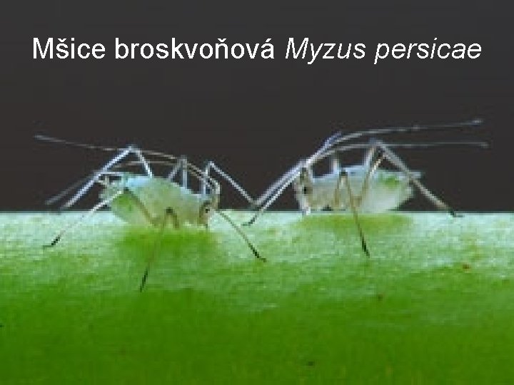 Mšice broskvoňová Myzus persicae 