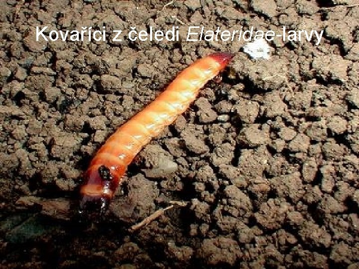 Kovaříci z čeledi Elateridae-larvy 