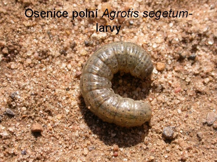 Osenice polní Agrotis segetumlarvy 