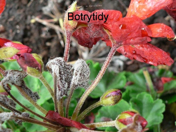 Botrytidy 