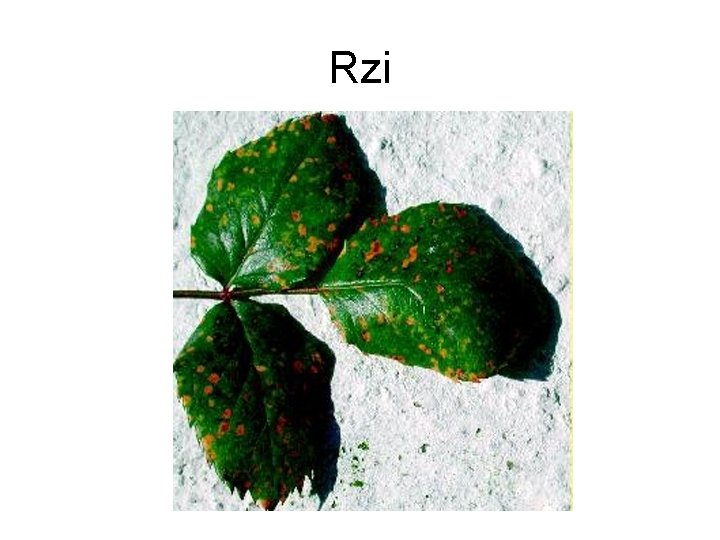 Rzi 