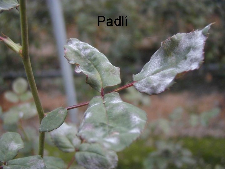 Padlí 