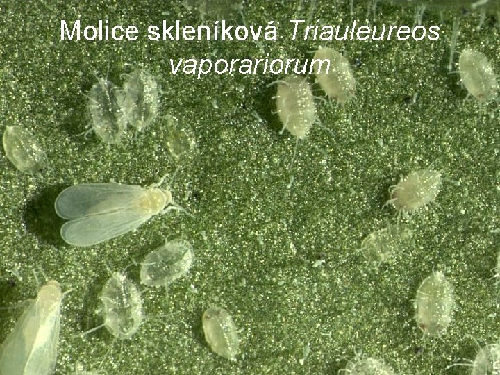 Molice skleníková Triauleureos vaporariorum 