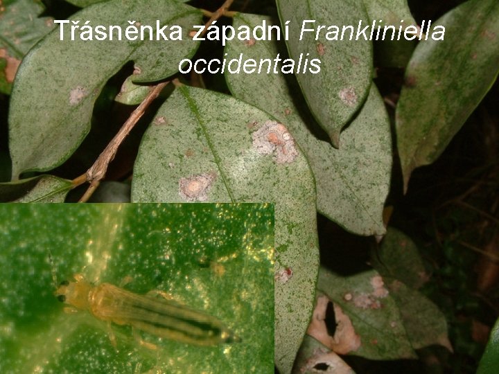 Třásněnka západní Frankliniella occidentalis 