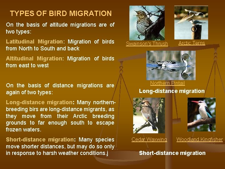 TYPES OF BIRD MIGRATION On the basis of altitude migrations are of two types: