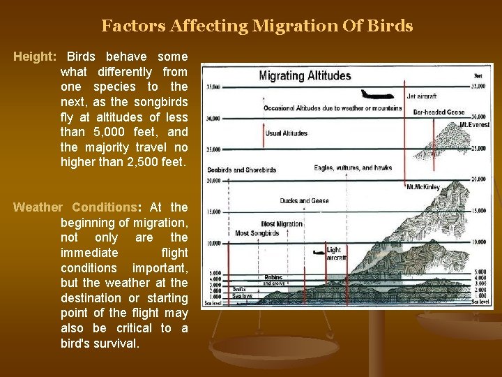 Factors Affecting Migration Of Birds Height: Birds behave some what differently from one species